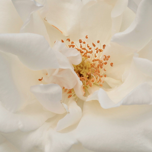 Поръчка на рози - Стари рози-Перпетуално хибридни рози - бял - Pоза Фро Карл Друшки - без аромат - Питър Ламбърт - Подходяща за рязане.Може да расте на бедна почва.